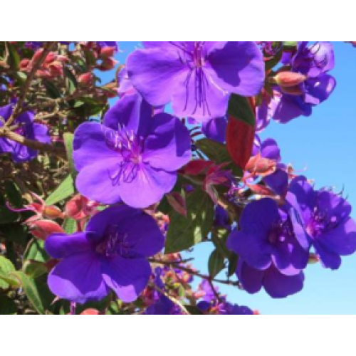 Purple Princess Plants 1 Tibouchina urvilleana grandiflora lasiandra Glory shrubs